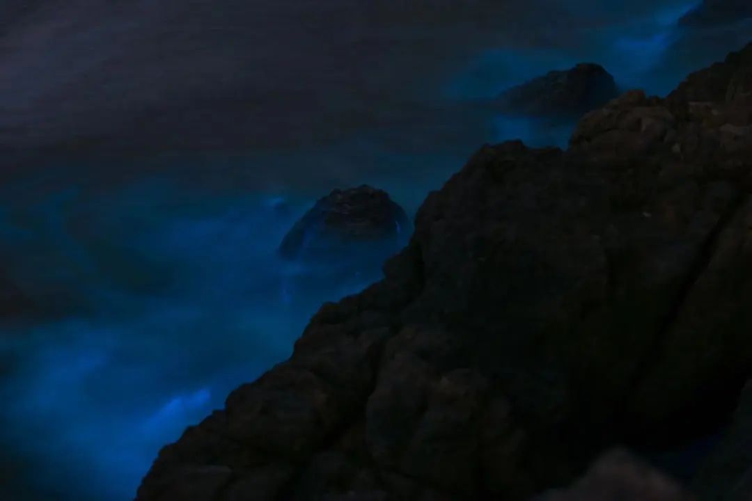 繁星入海！温州多地现“蓝眼泪”景观！