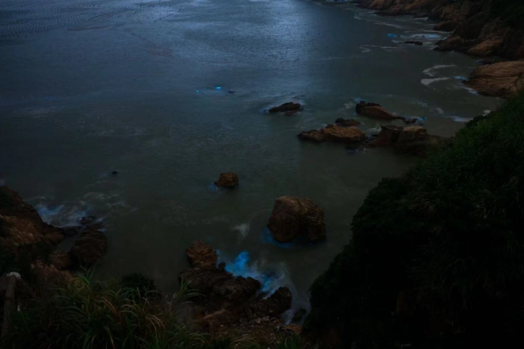 繁星入海！温州多地现“蓝眼泪”景观！