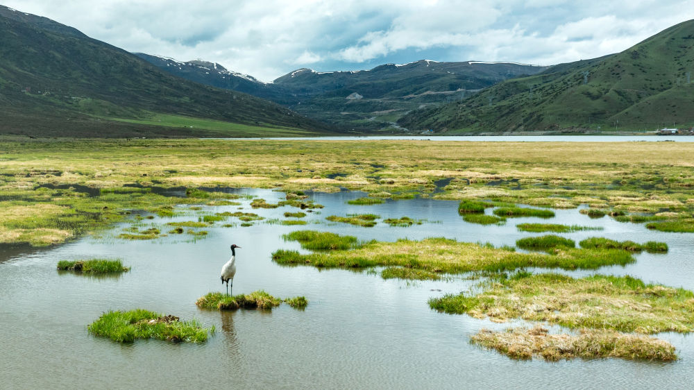 珍稀鸟类的乐园 探秘四川珠姆省级湿地公园