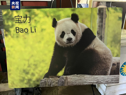 “宝力”“青宝”将赴美 中美开启新一轮大熊猫国际保护研究合作 “宝力”“青宝”将赴美 中美开启新一轮大熊猫国际保护研究合作