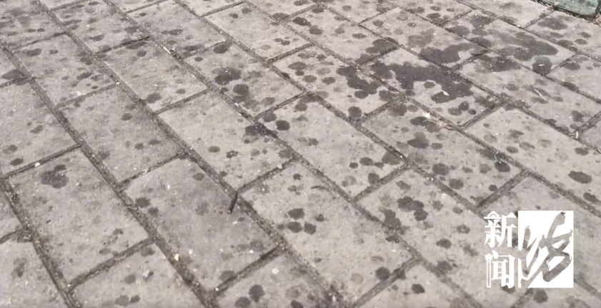 上海街头这些不明粘液是啥?很多人都踩到了 上海街头这些不明粘液是啥?很多人都踩到了
