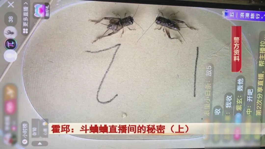 直播间里斗蛐蛐，背后竟隐藏着这个秘密...警方出动！