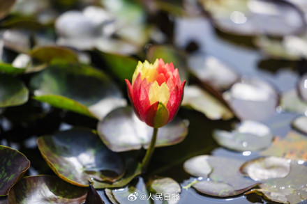 双色睡莲绽放的9个瞬间,每一张都是双倍美好 双色睡莲绽放的9个瞬间,每一张都是双倍美好