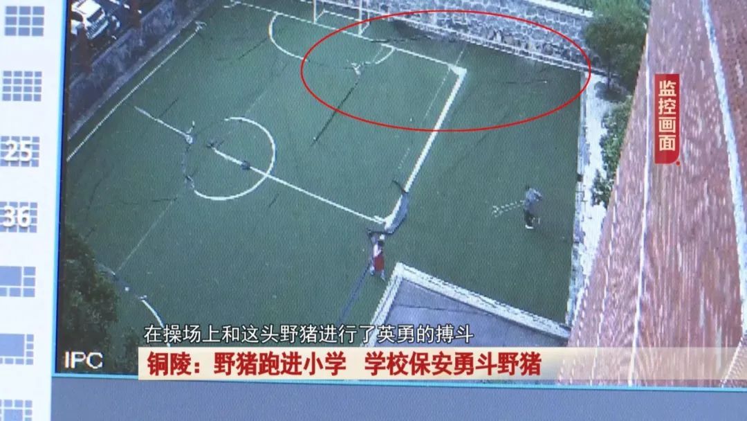 一头野猪突然跑进校园,关键时刻,校园里一名保安及时出手! 一头野猪突然跑进校园,关键时刻,校园里一名保安及时出手!