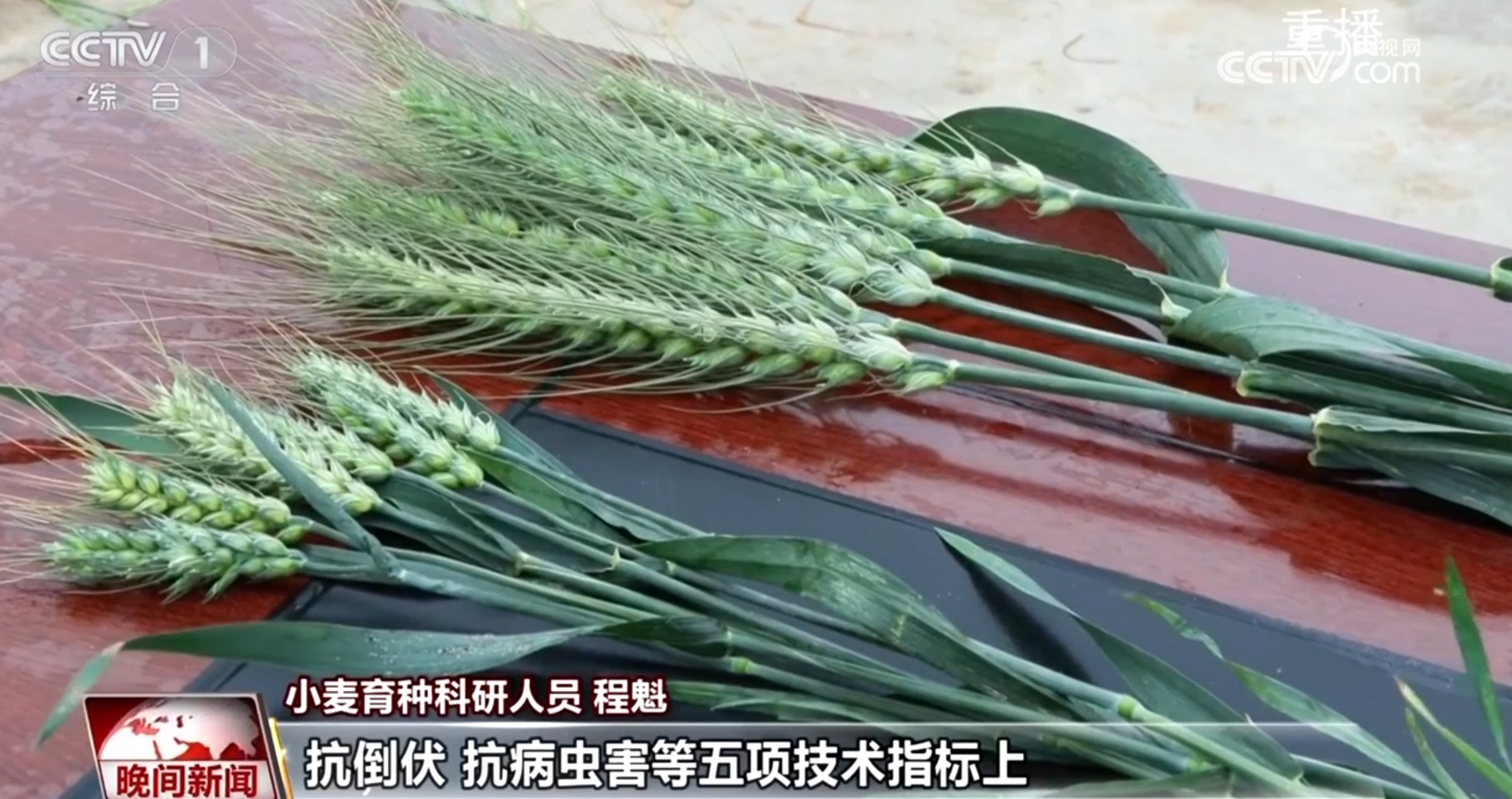 三夏时节涌现更多“科技范儿” “智慧”让中国人的饭碗端得更稳 三夏时节涌现更多“科技范儿” “智慧”让中国人的饭碗端得更稳