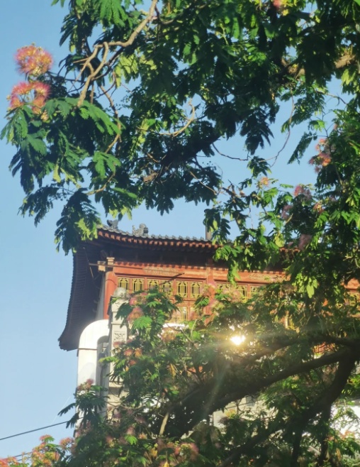 《甄嬛传》里的合欢花长什么样？来碑林看看!