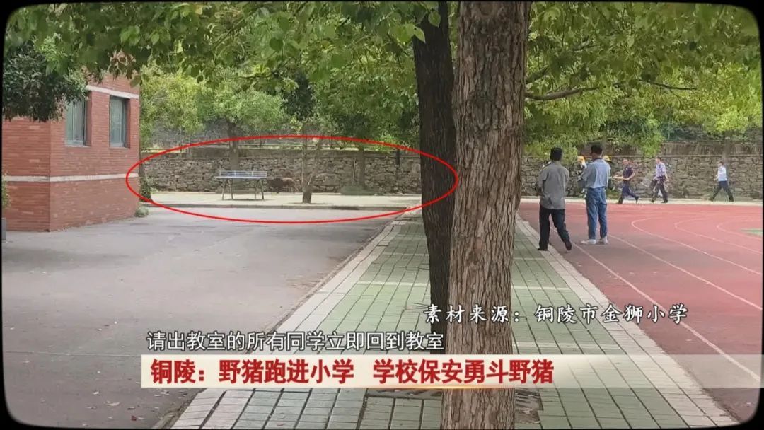 一头野猪突然跑进校园,关键时刻,校园里一名保安及时出手! 一头野猪突然跑进校园,关键时刻,校园里一名保安及时出手!