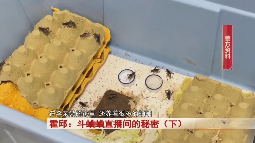 直播间里斗蛐蛐，背后竟隐藏着这个秘密...警方出动！