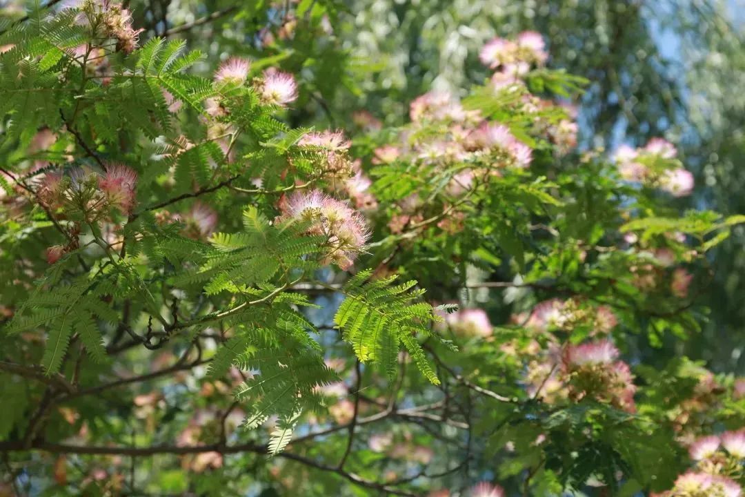 《甄嬛传》里的合欢花长什么样？来碑林看看!