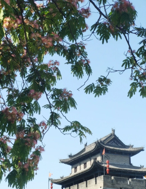 《甄嬛传》里的合欢花长什么样？来碑林看看!