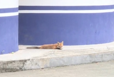 萌翻!小狐狸近距离出现!就在广东这个地方… 萌翻!小狐狸近距离出现!就在广东这个地方…