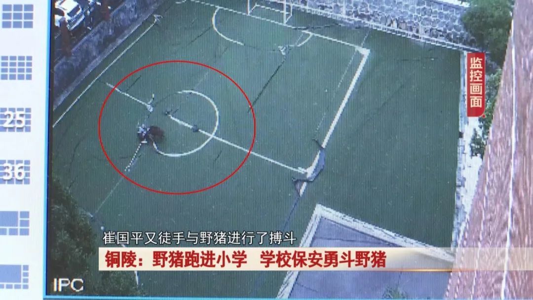 一头野猪突然跑进校园,关键时刻,校园里一名保安及时出手! 一头野猪突然跑进校园,关键时刻,校园里一名保安及时出手!