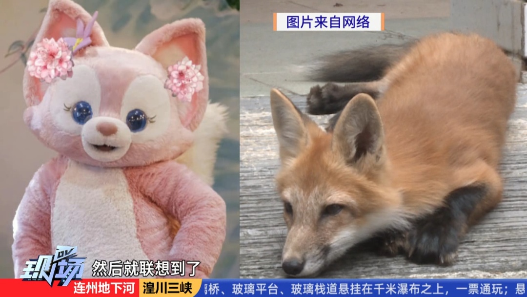 萌翻!小狐狸近距离出现!就在广东这个地方… 萌翻!小狐狸近距离出现!就在广东这个地方…