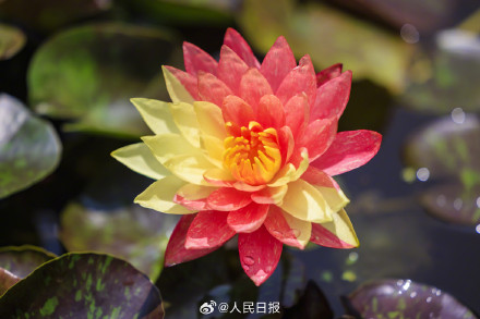 双色睡莲绽放的9个瞬间,每一张都是双倍美好 双色睡莲绽放的9个瞬间,每一张都是双倍美好