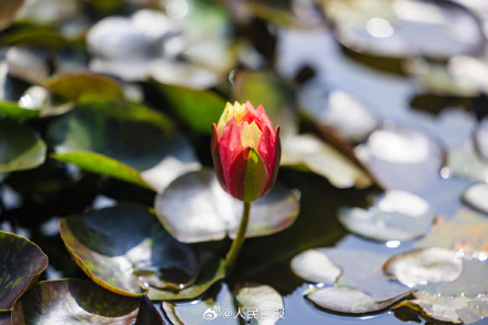 双色睡莲绽放的9个瞬间,每一张都是双倍美好 双色睡莲绽放的9个瞬间,每一张都是双倍美好