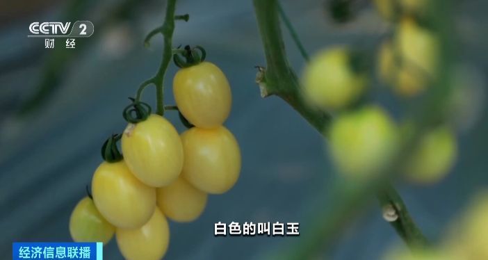 红橙黄绿白！七彩番茄成网红爆款！一斤最高20多元！你吃过吗？