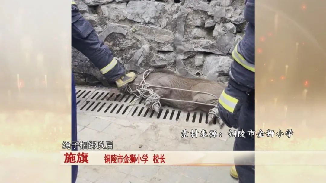 一头野猪突然跑进校园,关键时刻,校园里一名保安及时出手! 一头野猪突然跑进校园,关键时刻,校园里一名保安及时出手!