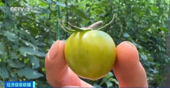 红橙黄绿白！七彩番茄成网红爆款！一斤最高20多元！你吃过吗？