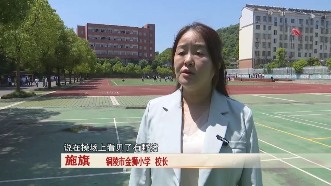 一头野猪突然跑进校园,关键时刻,校园里一名保安及时出手! 一头野猪突然跑进校园,关键时刻,校园里一名保安及时出手!