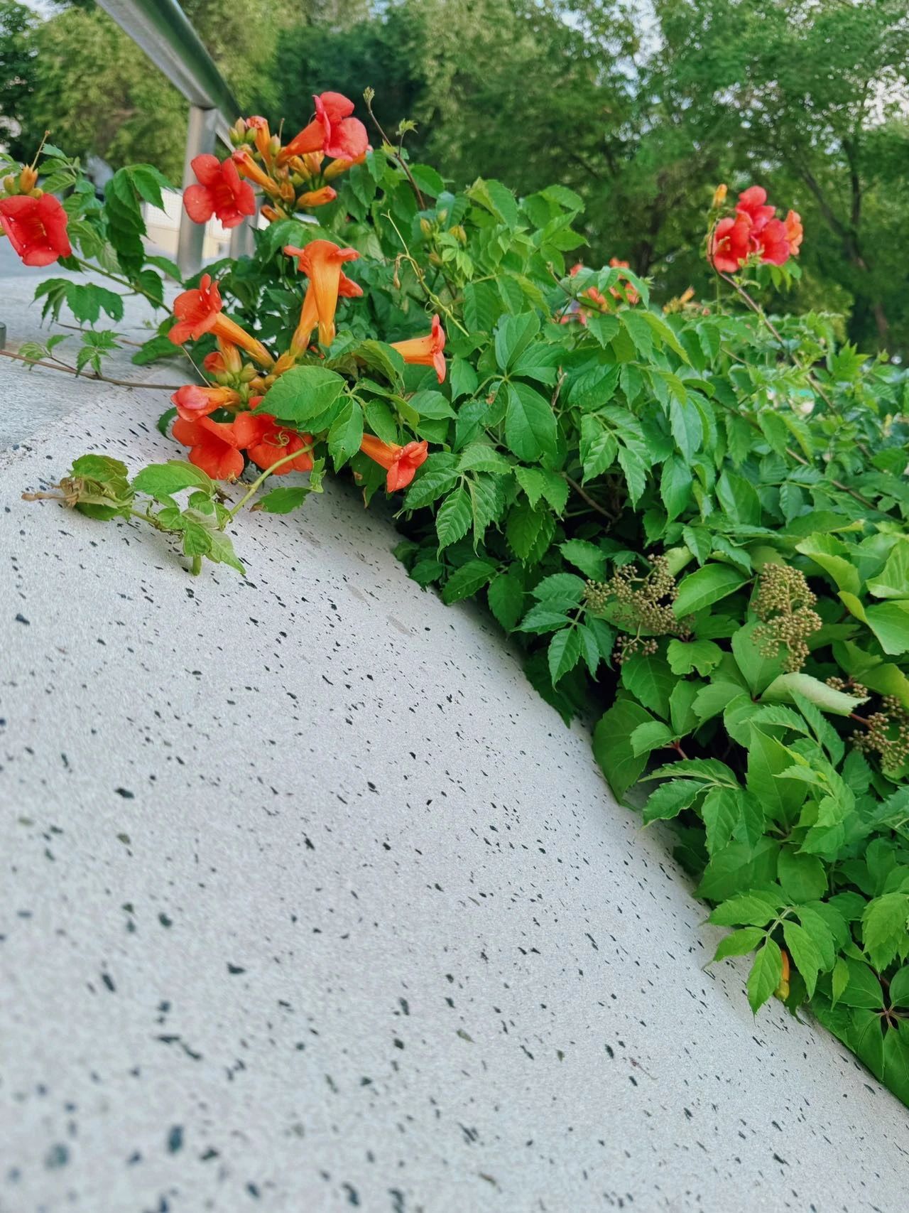 镜头下的北京科学中心 | 凌霄花向上而生 镜头下的北京科学中心 | 凌霄花向上而生