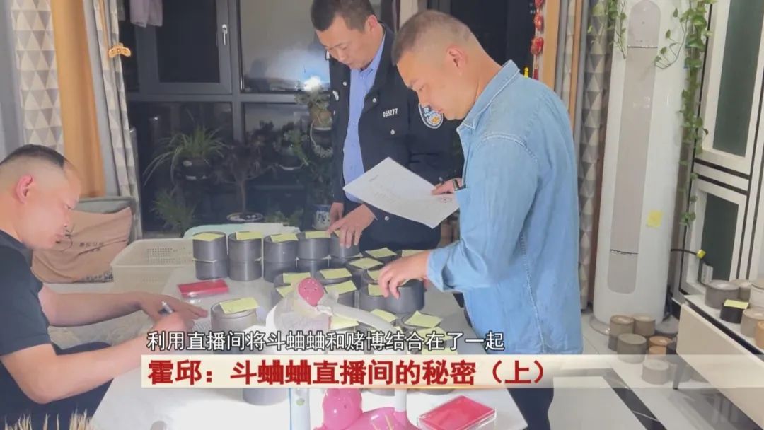 直播间里斗蛐蛐，背后竟隐藏着这个秘密...警方出动！