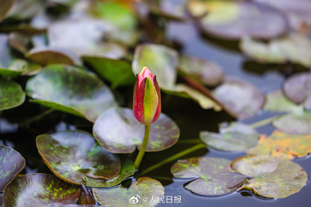 双色睡莲绽放的9个瞬间,每一张都是双倍美好 双色睡莲绽放的9个瞬间,每一张都是双倍美好