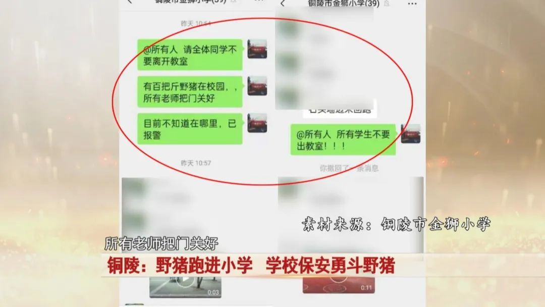 一头野猪突然跑进校园,关键时刻,校园里一名保安及时出手! 一头野猪突然跑进校园,关键时刻,校园里一名保安及时出手!