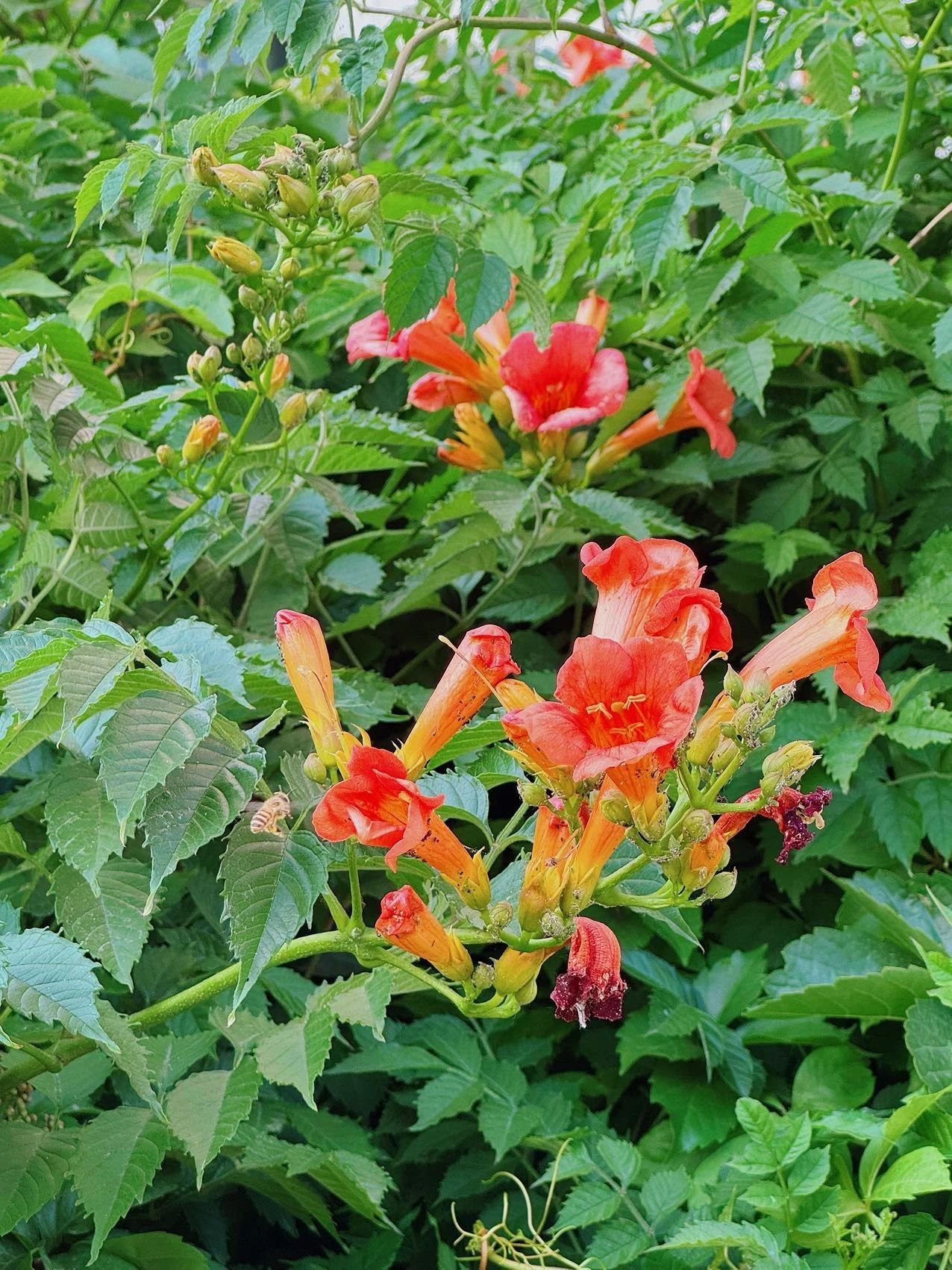 镜头下的北京科学中心 | 凌霄花向上而生 镜头下的北京科学中心 | 凌霄花向上而生