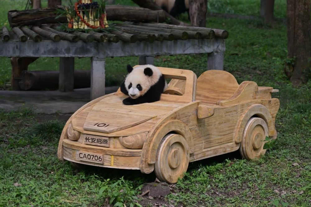 长安启源认养大熊猫“莽灿灿”