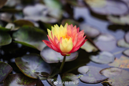 双色睡莲绽放的9个瞬间,每一张都是双倍美好 双色睡莲绽放的9个瞬间,每一张都是双倍美好