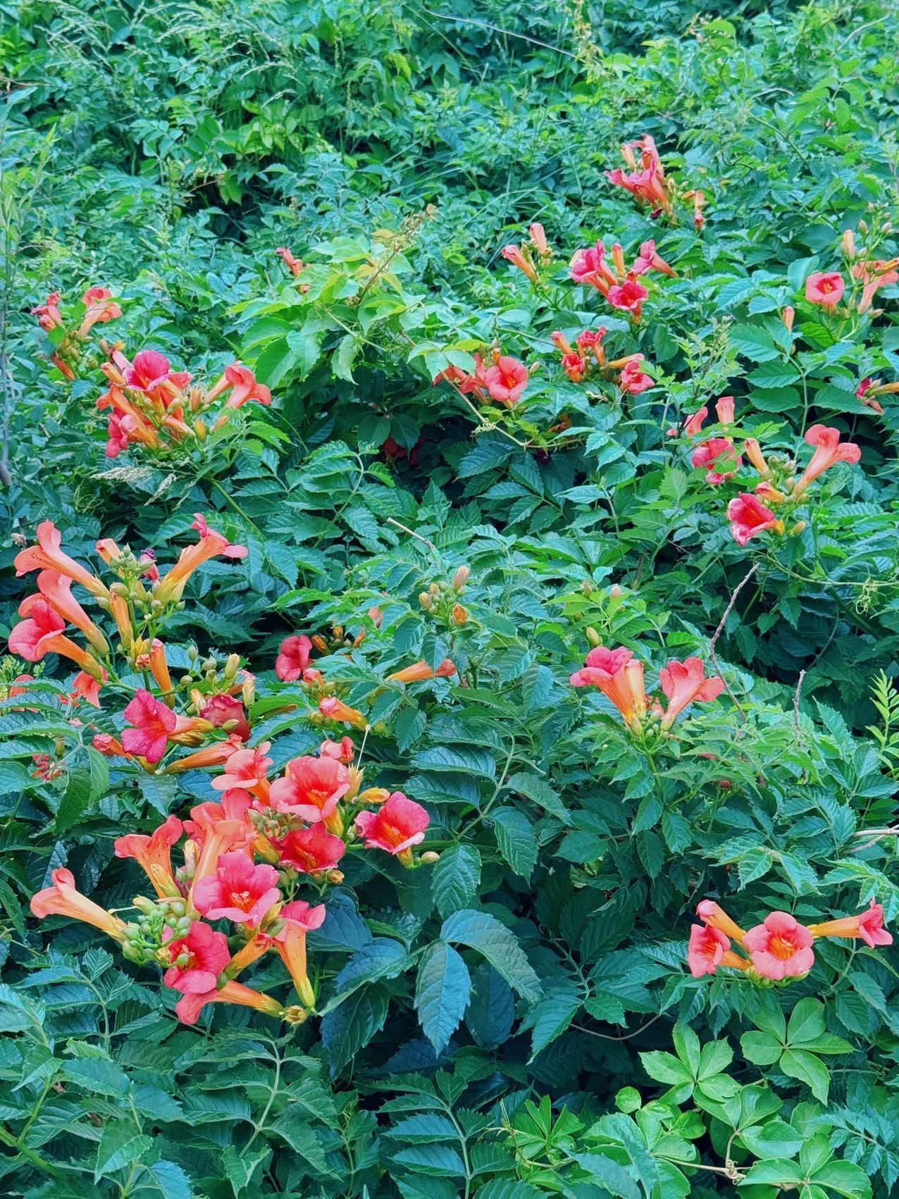 镜头下的北京科学中心 | 凌霄花向上而生 镜头下的北京科学中心 | 凌霄花向上而生