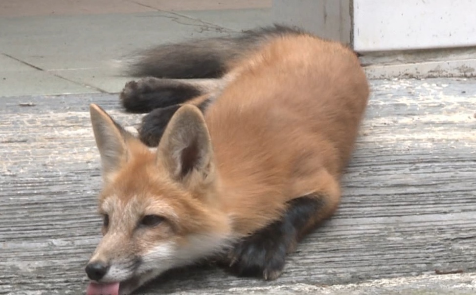 萌翻!小狐狸近距离出现!就在广东这个地方… 萌翻!小狐狸近距离出现!就在广东这个地方…