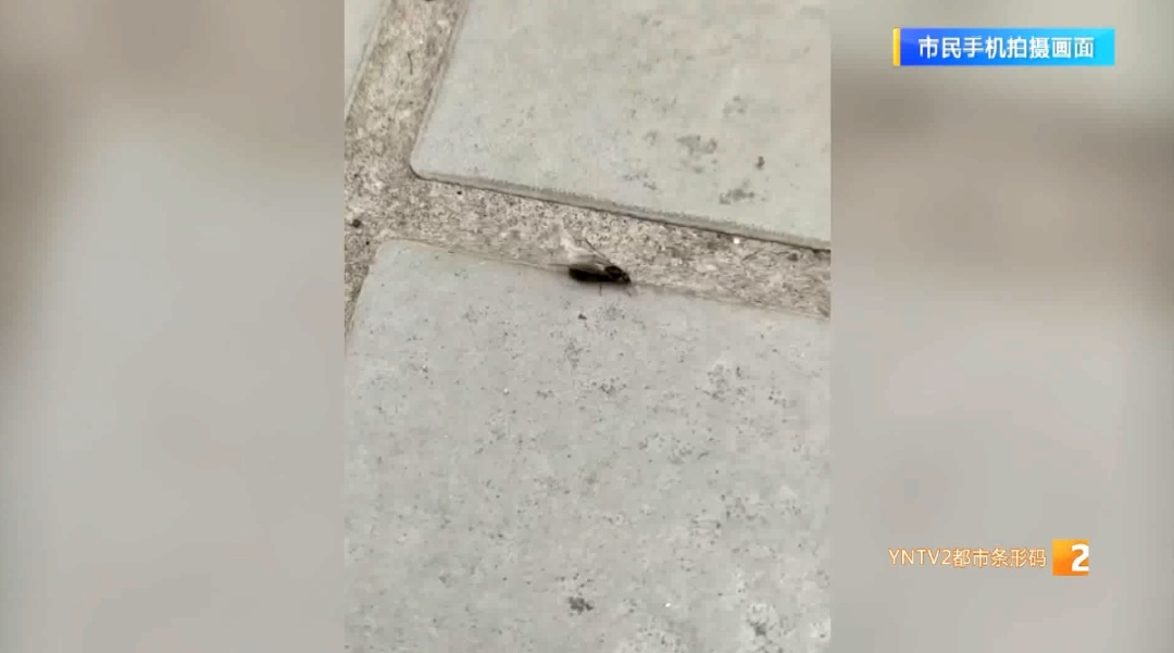 “奇怪”蚂蚁现身昆明绿化带!市民:从没见过,是不是外侵物种? “奇怪”蚂蚁现身昆明绿化带!市民:从没见过,是不是外侵物种?