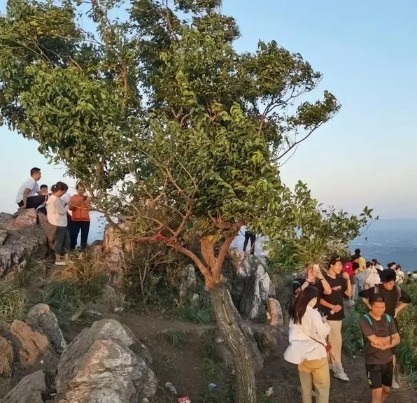 “网红”60年树龄丝棉木被人砍断 专家:根还在 我们争取救活 “网红”60年树龄丝棉木被人砍断 专家:根还在 我们争取救活