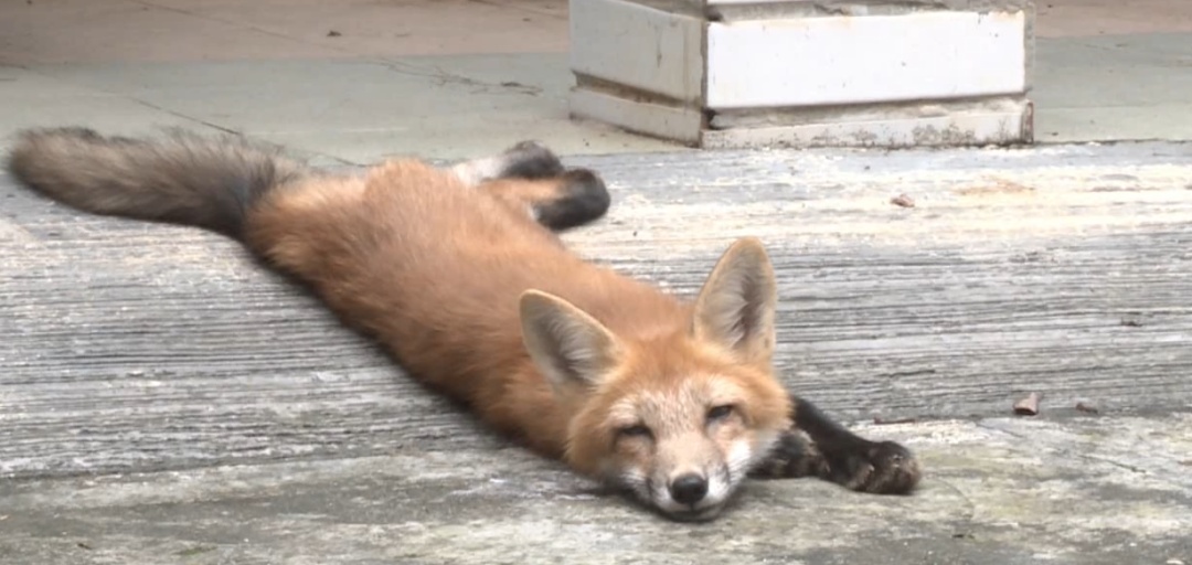 萌翻!小狐狸近距离出现!就在广东这个地方… 萌翻!小狐狸近距离出现!就在广东这个地方…