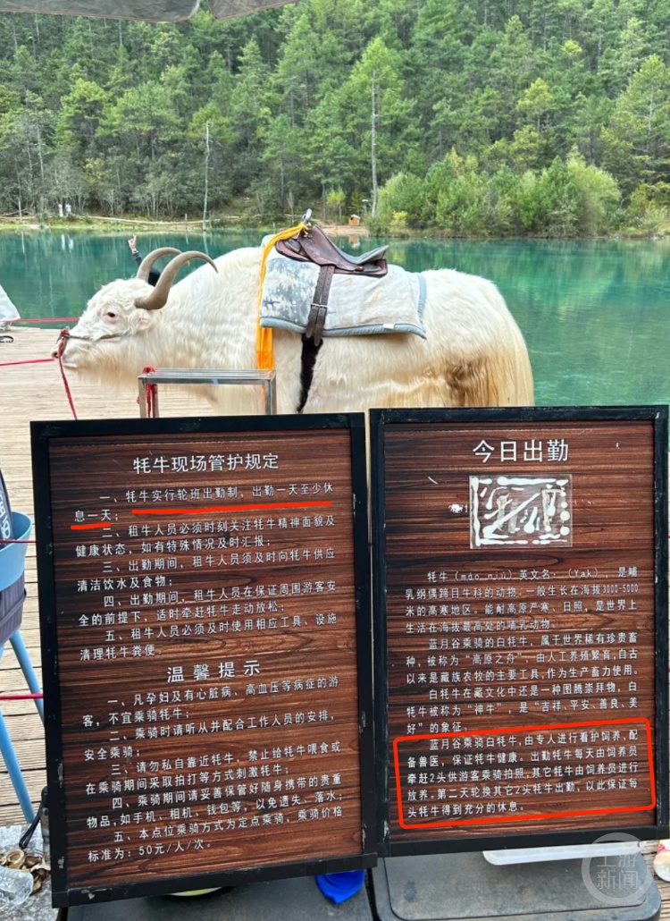 玉龙雪山蓝月谷白牦牛“上一休一”，景区：两三头牦牛轮换