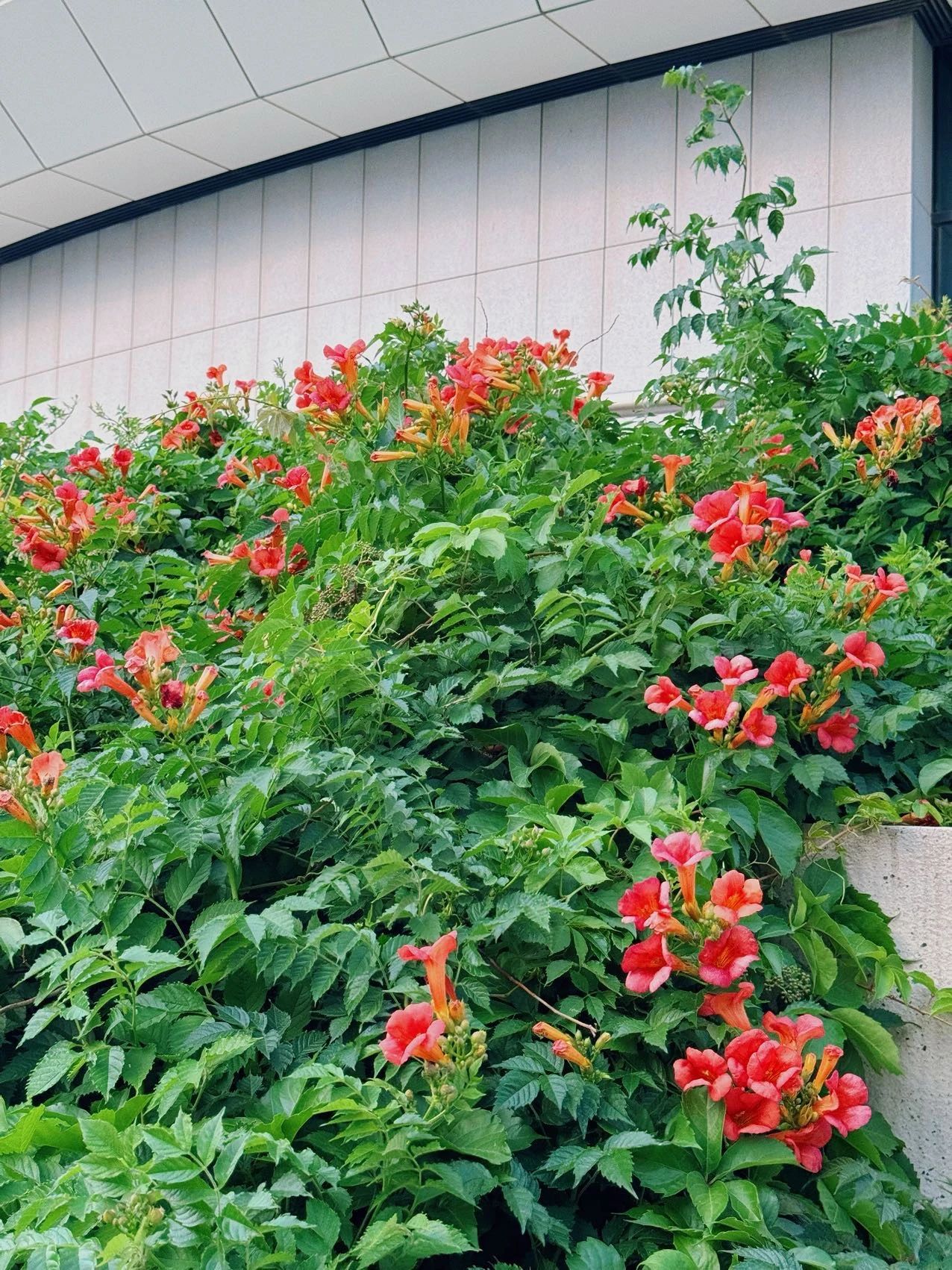 镜头下的北京科学中心 | 凌霄花向上而生 镜头下的北京科学中心 | 凌霄花向上而生