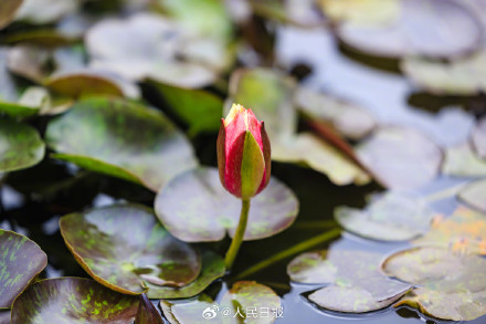 双色睡莲绽放的9个瞬间,每一张都是双倍美好 双色睡莲绽放的9个瞬间,每一张都是双倍美好