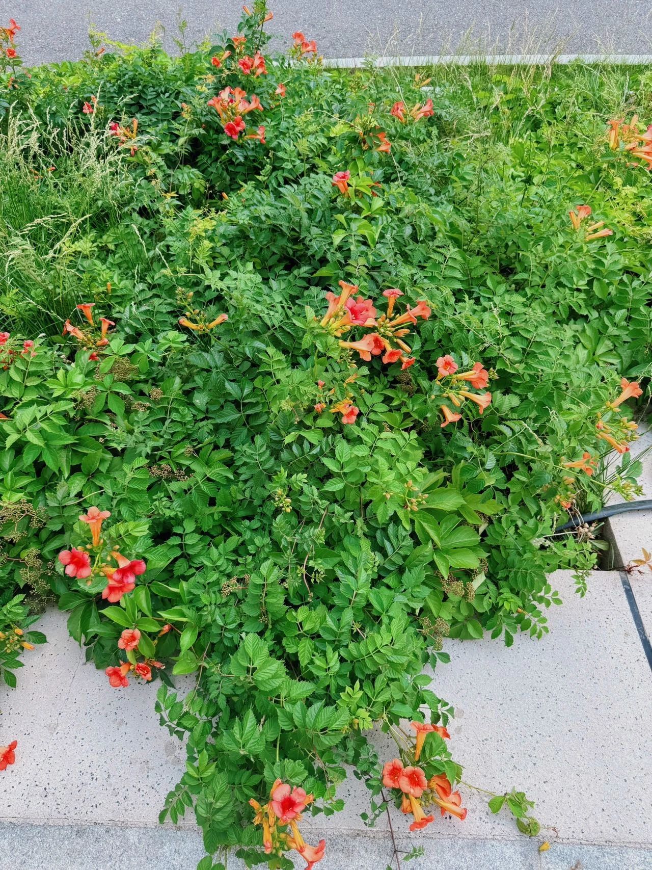 镜头下的北京科学中心 | 凌霄花向上而生 镜头下的北京科学中心 | 凌霄花向上而生