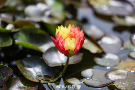 双色睡莲绽放的9个瞬间,每一张都是双倍美好 双色睡莲绽放的9个瞬间,每一张都是双倍美好