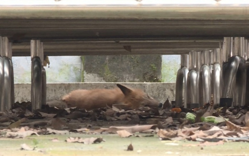 萌翻!小狐狸近距离出现!就在广东这个地方… 萌翻!小狐狸近距离出现!就在广东这个地方…