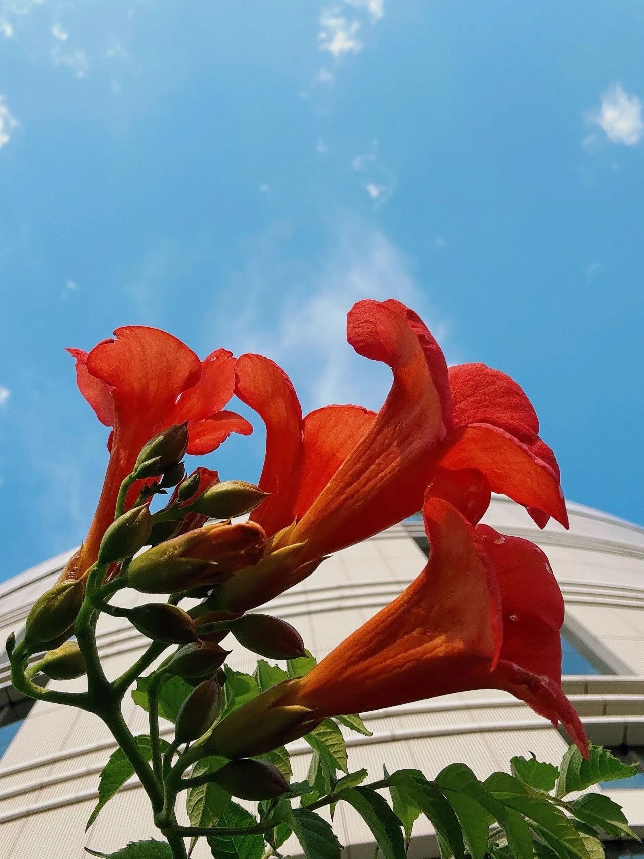 镜头下的北京科学中心 | 凌霄花向上而生 镜头下的北京科学中心 | 凌霄花向上而生