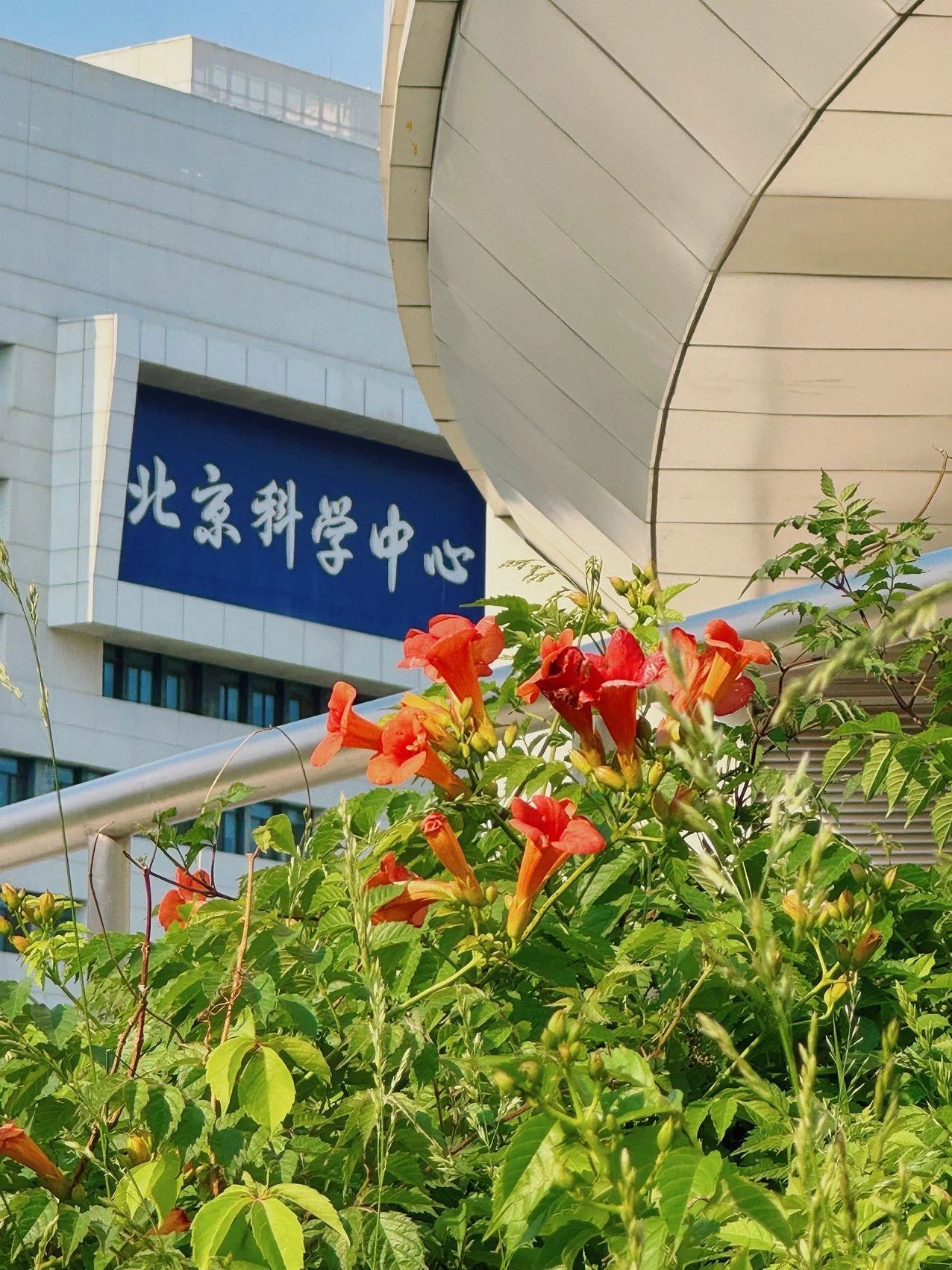 镜头下的北京科学中心 | 凌霄花向上而生 镜头下的北京科学中心 | 凌霄花向上而生
