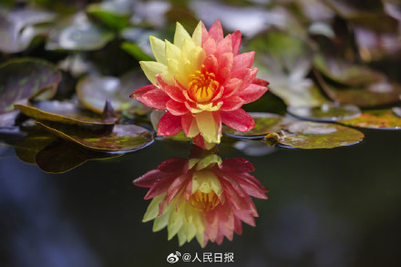 双色睡莲绽放的9个瞬间,每一张都是双倍美好 双色睡莲绽放的9个瞬间,每一张都是双倍美好