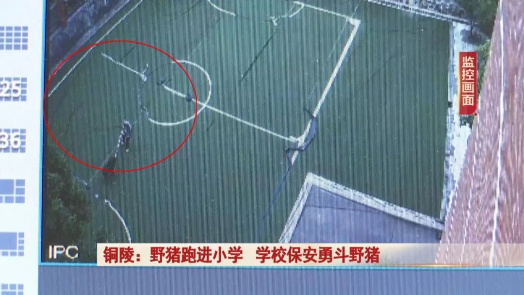 一头野猪突然跑进校园,关键时刻,校园里一名保安及时出手! 一头野猪突然跑进校园,关键时刻,校园里一名保安及时出手!