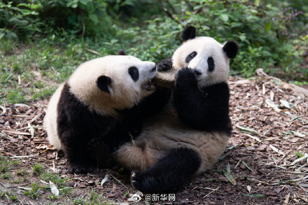 大熊猫是懂怎么过儿童节的 大熊猫是懂怎么过儿童节的