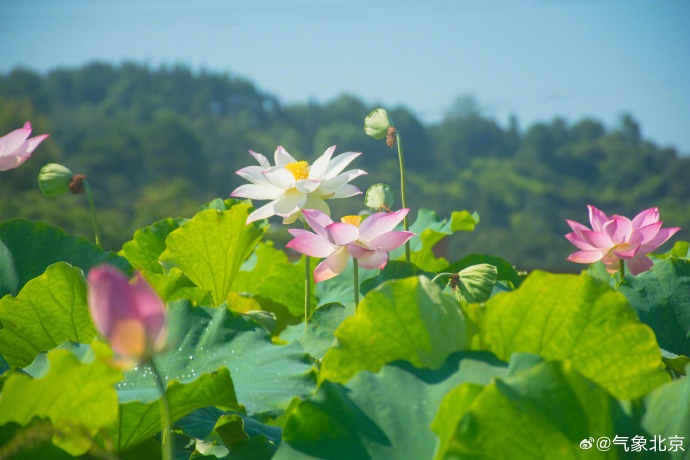 今晚有雨,局地短时大风!下周北京雷雨天气多发,出行须注意 今晚有雨,局地短时大风!下周北京雷雨天气多发,出行须注意