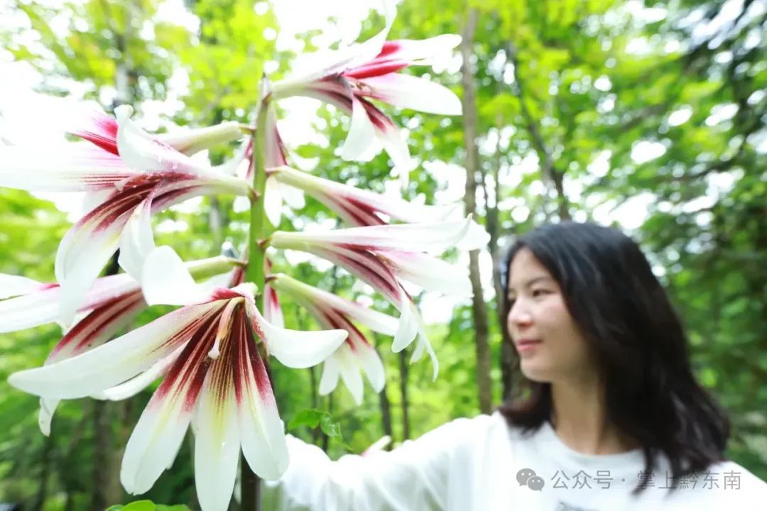 惊艳！贵州这里发现大面积野生……