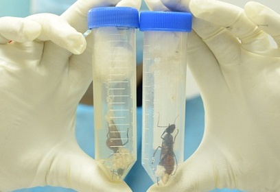 警惕！这些被孩子捧上天的另类宠物竟然这么“毒”？