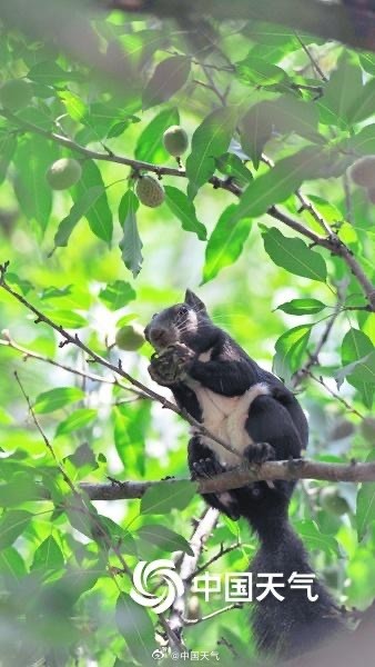 萌萌哒！可爱小松鼠快乐觅食跳跃林间